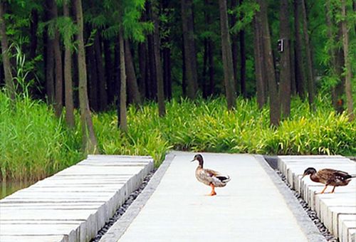 棠樾麒麟湖，东莞/景观
