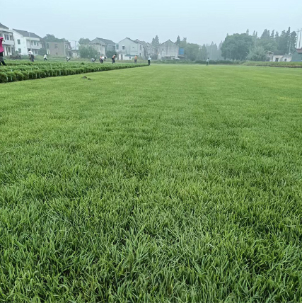 带泥土真草皮马尼拉四季青草坪沙培果岭草庭院别墅绿化植物真草坪