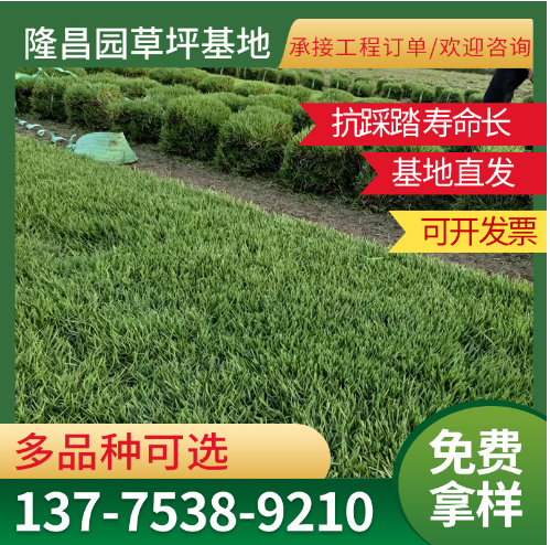绿化河道整治复绿工程百慕大台湾青中华结缕草马尼拉草坪