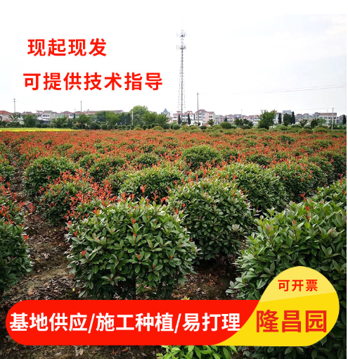 红叶石楠球 基地直供 多规格可选 工程绿化