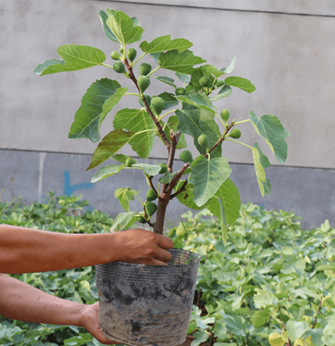"无花果树苗南北方种植盆栽地栽波姬红紫果庭院阳台当年结果树苗 40cm(含)-100cm(含)"