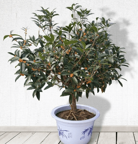嫁接桂花树苗八月四季桂丹桂金桂沉香桂开花盆栽桂花庭院植物