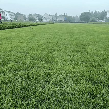 带泥土真草皮马尼拉四季青草坪沙培果岭草庭院别墅绿化植物真草坪