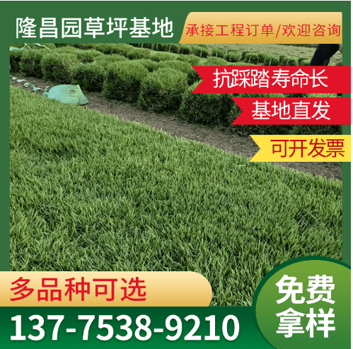 绿化河道整治复绿工程百慕大台湾青中华结缕草马尼拉草坪