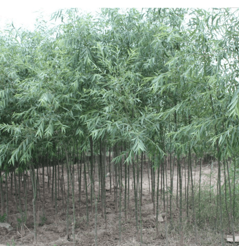 园林绿化苗木树苗庭院植物花卉竹柳树苗行道树苗速生竹柳苗柳树苗竹柳苗3厘米粗
