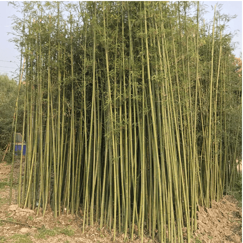 "青竹苗庭院竹子苗金镶玉四季盆栽黄金竹苗竹子植物紫竹苗罗汉竹 111cm(含)-140cm(含)"